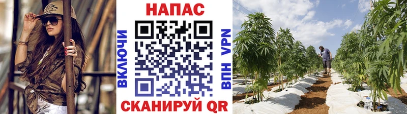 ссылка на мегу маркетплейс  где продают наркотики  Волгоград  Каннабис семена 